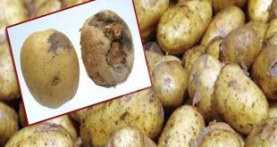 الزراعة: وفد الاتفاقية الدولية لوقاية النباتات يشيد بمشروع حصر ومكافحة مرض العفن البنى فى البطاطس