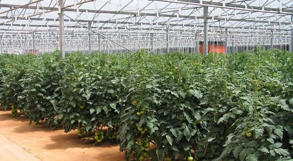 بين الجفاف والملوحة: التغير المناخي يهدد الزراعة في مصر