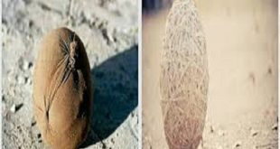 «بطاطا»: الكرة الشراب كانت أمتع من الدوري.. و5 جنيهات كانت تكفيني شهرًا!