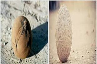 «بطاطا»: الكرة الشراب كانت أمتع من الدوري.. و5 جنيهات كانت تكفيني شهرًا!