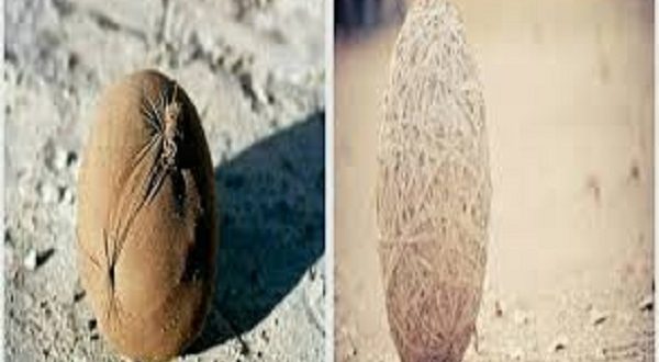 «بطاطا»: الكرة الشراب كانت أمتع من الدوري.. و5 جنيهات كانت تكفيني شهرًا!