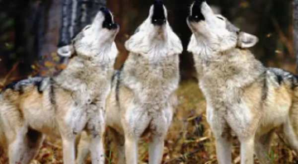 ظهور ذئاب في قرية شطورة بسوهاج يثير الرعب بين الأهالي