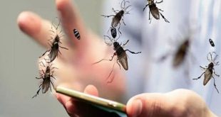 "تغير المناخ والقمامة" وراء غزو الذباب للقاهرة والجيزة وخبير يحذر من "انفجار صيفي"